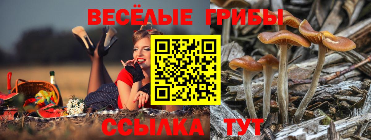 Псилоцибиновые грибы прущие грибы Нижнекамск